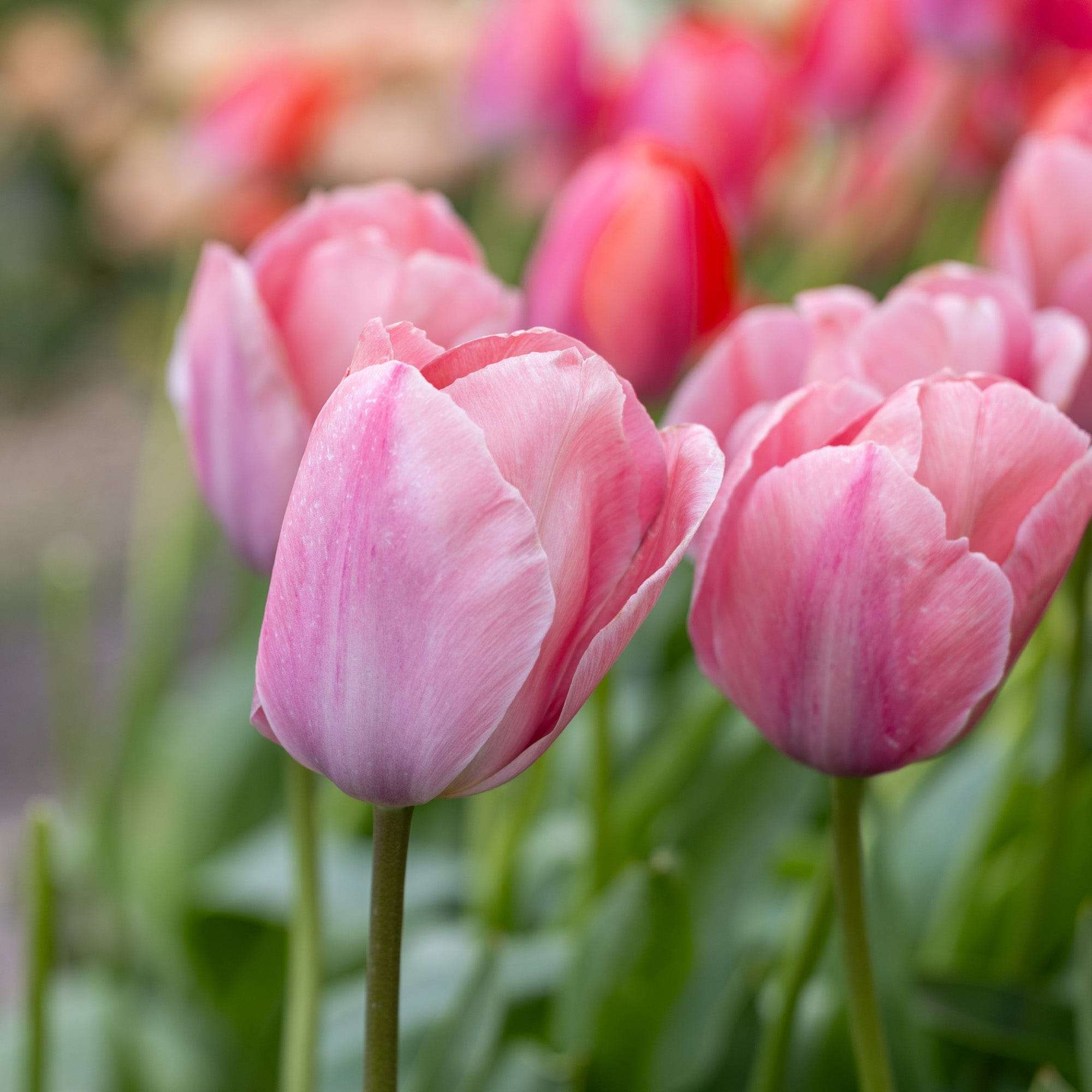 Tulpe 'Mystic van Eijk'